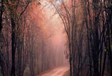 争夺联赛前四佛罗伦萨战平那不勒斯